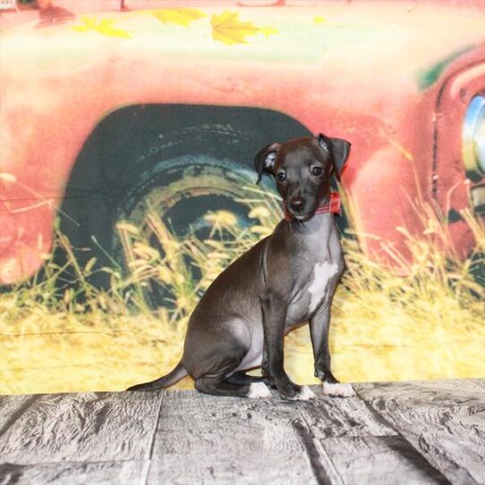 Italian Greyhound-DOG-Male-Seal-4823-Petland Pensacola, Florida