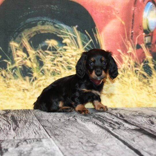 Dachshund DOG Female Black / Tan 4824 Petland Pensacola, Florida