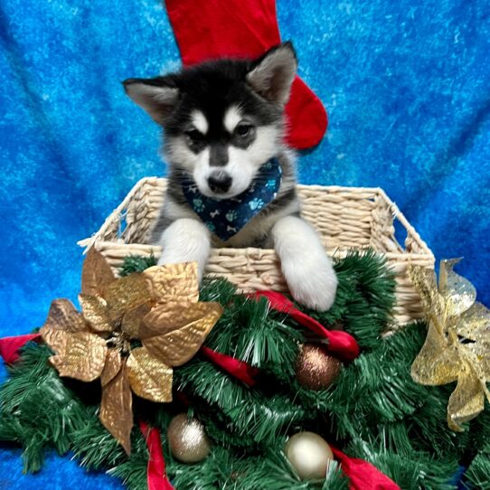 Alaskan Malamute-DOG-Female-Black / White-4817-Petland Pensacola, Florida