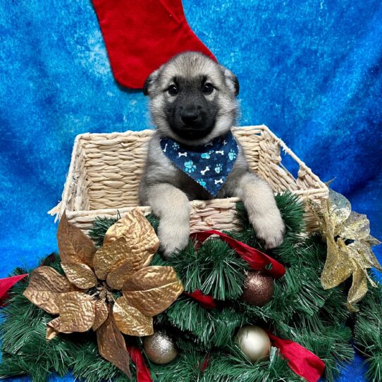 Norwegian Elkhound DOG Male Silver Grey/Black 4840 Petland Pensacola, Florida