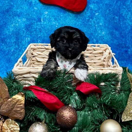 Havanese DOG Female Black/White 4843 Petland Pensacola, Florida