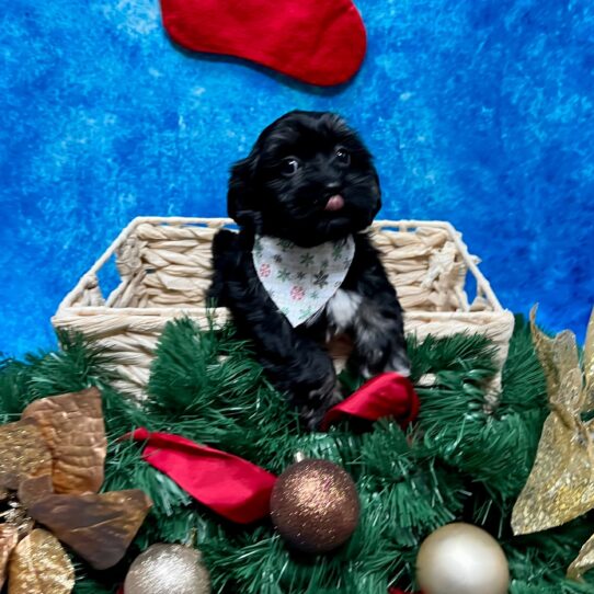 Havanese DOG Male Black/White 4844 Petland Pensacola, Florida