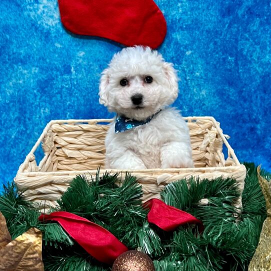 Bichon DOG Male White 4847 Petland Pensacola, Florida