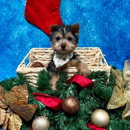 Silky Terrier DOG Male Black/Tan 4848 Petland Pensacola, Florida