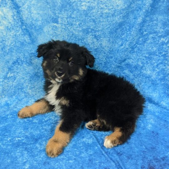 Australian Shepherd-DOG-Male-Black Tan & White-808-Petland Pensacola, Florida