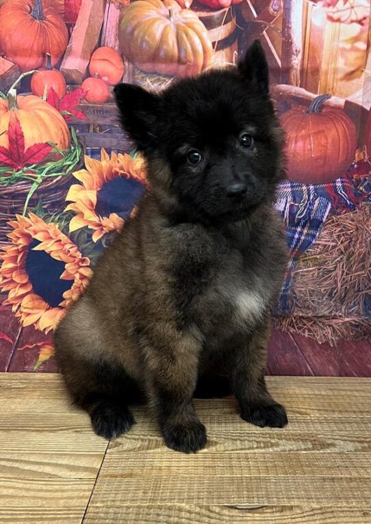 Belgian Tervuren-DOG-Female-Mahogany / Black-4867-Petland Pensacola, Florida