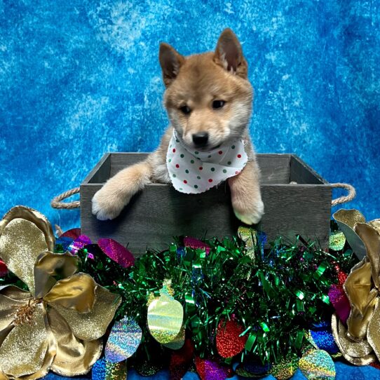 Shiba Inu DOG Female Red 4839 Petland Pensacola, Florida