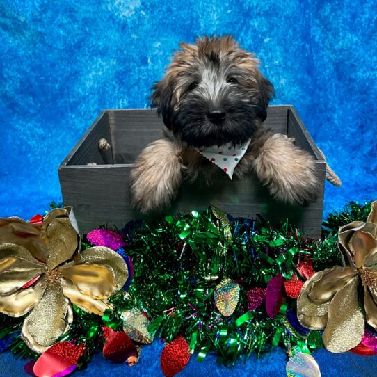 Soft Coated Wheaten Terrier-DOG-Female-Wheaten-4870-Petland Pensacola, Florida