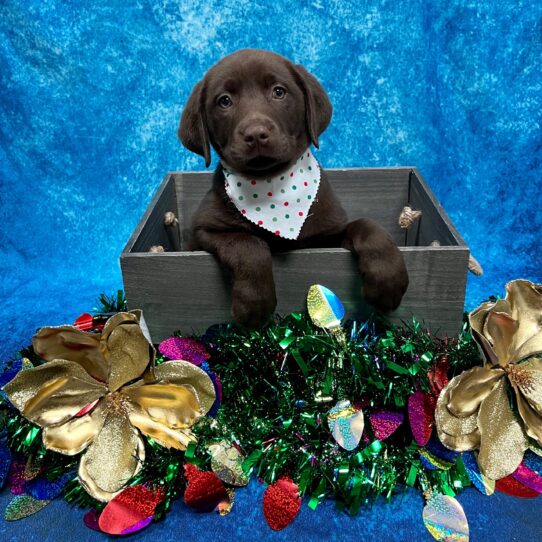 Labrador Retriever DOG Male Chocolate 4871 Petland Pensacola, Florida