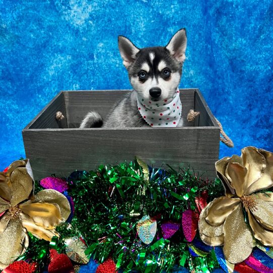 Alaskan Klee Kai-DOG-Male-Black / White-4872-Petland Pensacola, Florida