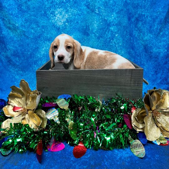 Beagle DOG Male Red / White 4873 Petland Pensacola, Florida