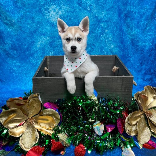 Alaskan Klee Kai DOG Female Red / White 4874 Petland Pensacola, Florida