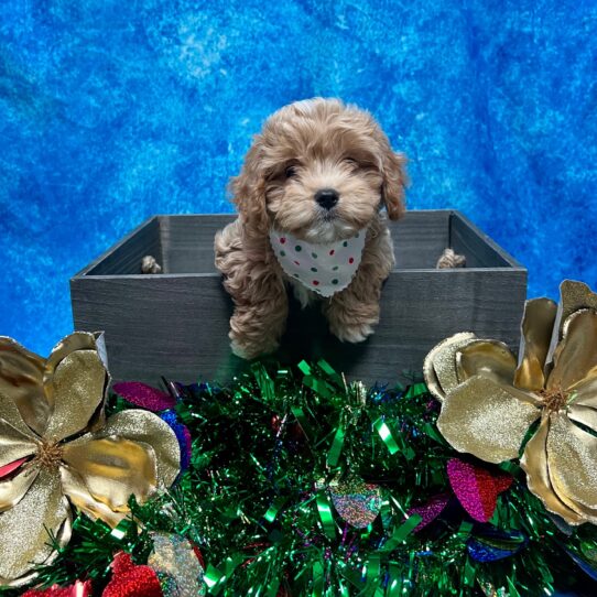 Cavapoo-DOG-Male-Apricot-4875-Petland Pensacola, Florida