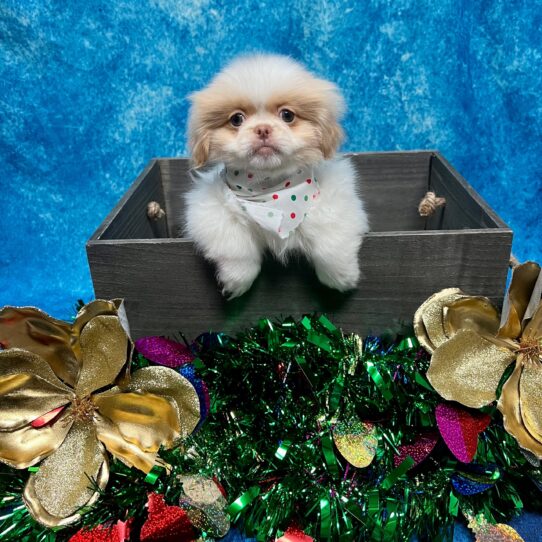 Pekingese DOG Female White / Biscuit 4876 Petland Pensacola, Florida