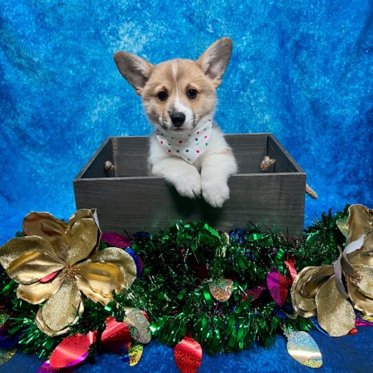 Pembroke Welsh Corgi DOG Male Red / White 4877 Petland Pensacola, Florida