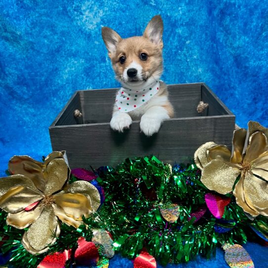 Pembroke Welsh Corgi DOG Female Red / White 4878 Petland Pensacola, Florida