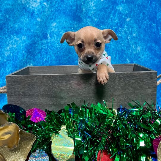 Chihuahua DOG Male Fawn 4880 Petland Pensacola, Florida