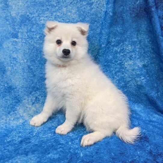 American Eskimo Dog DOG Female White 784 Petland Pensacola, Florida