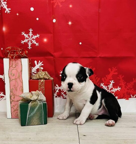 Boston Terrier DOG Male Black / White 4893 Petland Pensacola, Florida