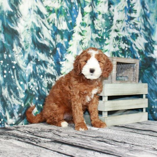 Mini Bernedoodle 2nd Gen DOG Female Red 4894 Petland Pensacola, Florida