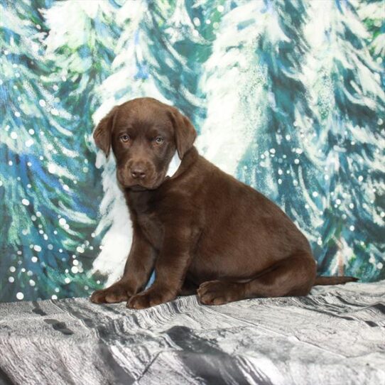 Labrador Retriever DOG Male Chocolate 4895 Petland Pensacola, Florida