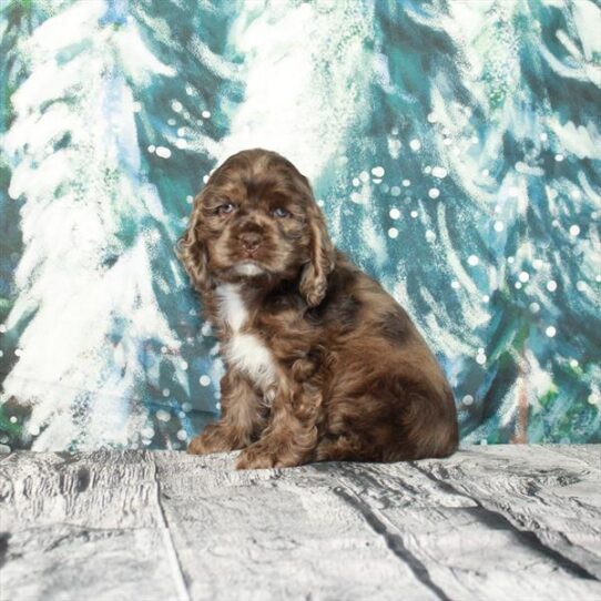 Cocker Spaniel DOG Male Chocolate Roan 4896 Petland Pensacola, Florida