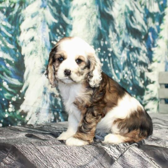 Cocker Spaniel DOG Female Red Roan 4897 Petland Pensacola, Florida