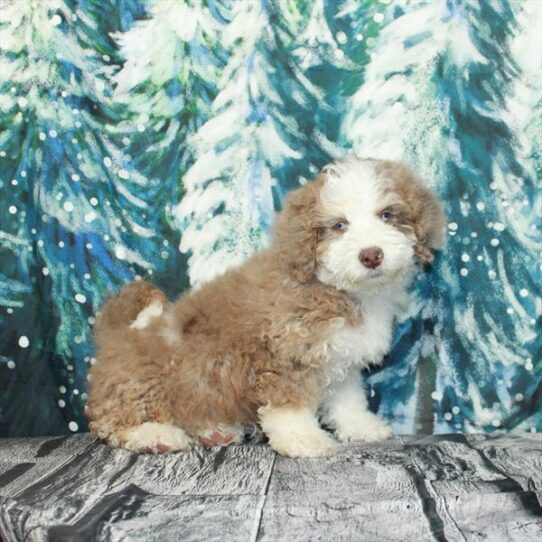 Mini Bernedoodle 2nd Gen-DOG-Male-Chocolate Merle-4898-Petland Pensacola, Florida