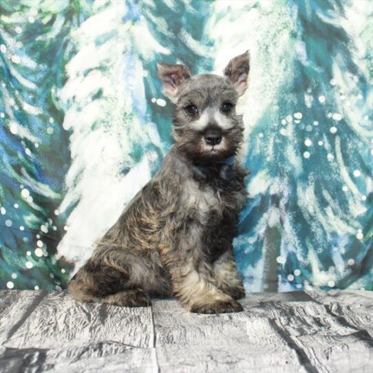 Mini Schnauzer-DOG-Female-Salt / Pepper-4899-Petland Pensacola, Florida