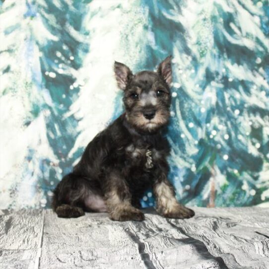 Mini Schnauzer DOG Male Black / Silver 4900 Petland Pensacola, Florida