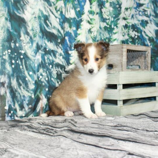 Sheltie DOG Female Sable / White 4901 Petland Pensacola, Florida