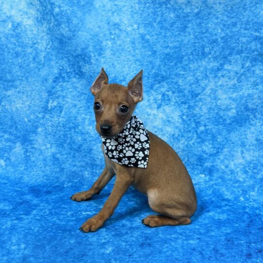 Miniature Pinscher-DOG-Male-Red-786-Petland Pensacola, Florida