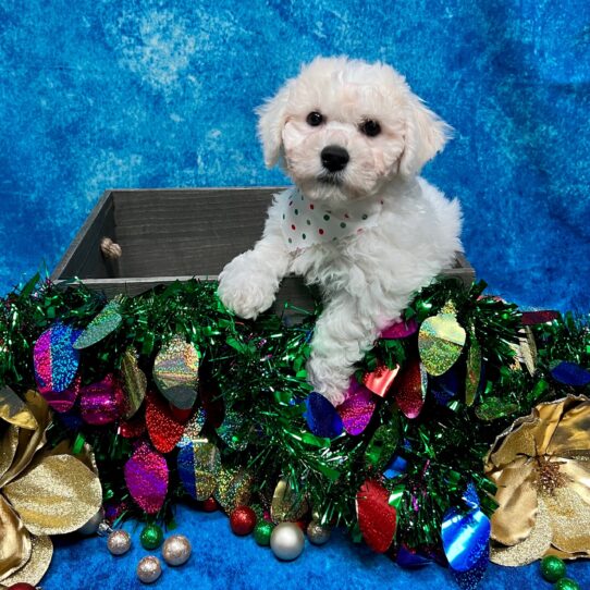 Bichon DOG Male White 4891 Petland Pensacola, Florida