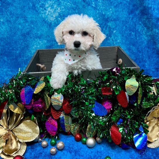 Bichon DOG Female White 4892 Petland Pensacola, Florida