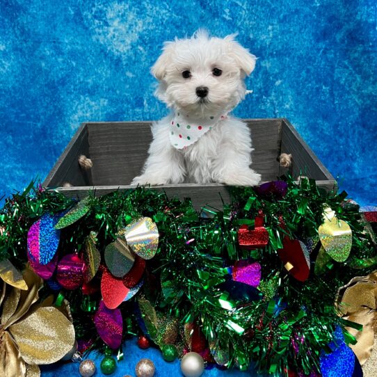 Maltese DOG Male White 4913 Petland Pensacola, Florida