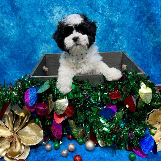 La-Chon-DOG-Female-Black/White Parti-4914-Petland Pensacola, Florida