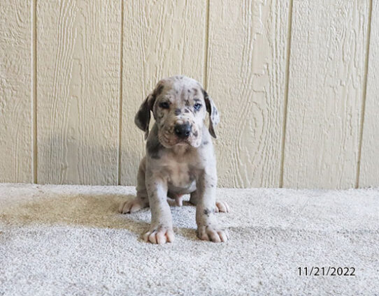 Great Dane DOG Male Merlequin 4917 Petland Pensacola, Florida