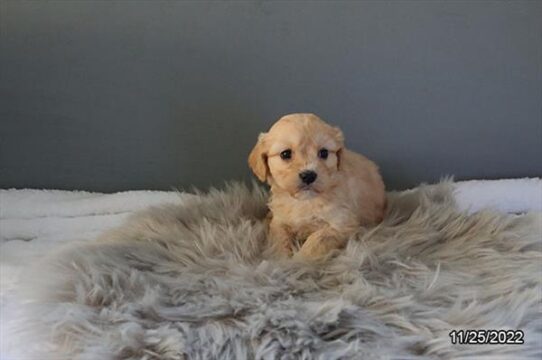 Cavachon-DOG-Female-Apricot-4918-Petland Pensacola, Florida