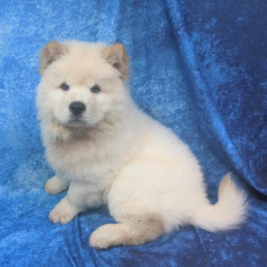 Chow Chow DOG Male Cream 801 Petland Pensacola, Florida