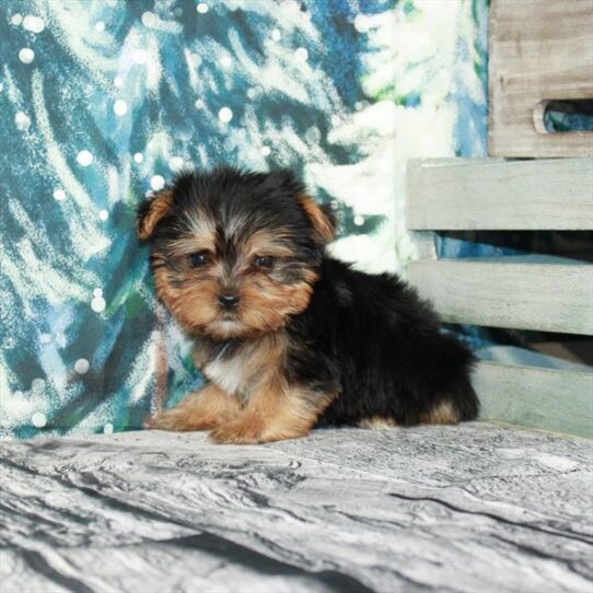 Yorkie DOG Male Black / Tan 4922 Petland Pensacola, Florida