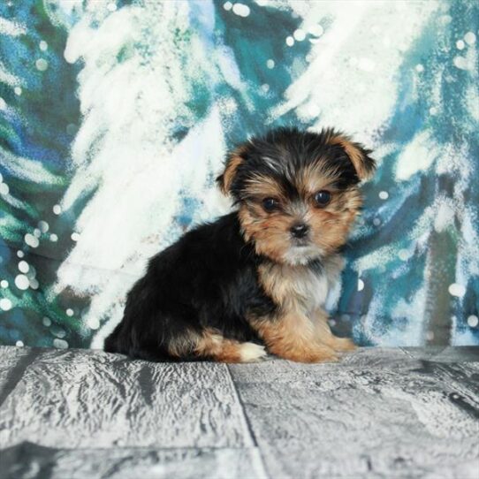 Yorkie DOG Male Black / Tan 4923 Petland Pensacola, Florida