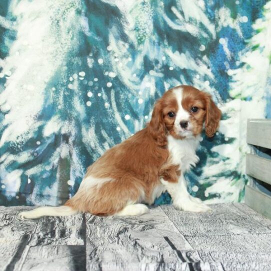 Cavalier King Charles Spaniel DOG Female Blenheim / White 4925 Petland Pensacola, Florida