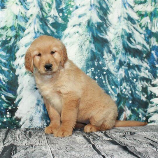 Golden Retriever DOG Female Golden 4927 Petland Pensacola, Florida