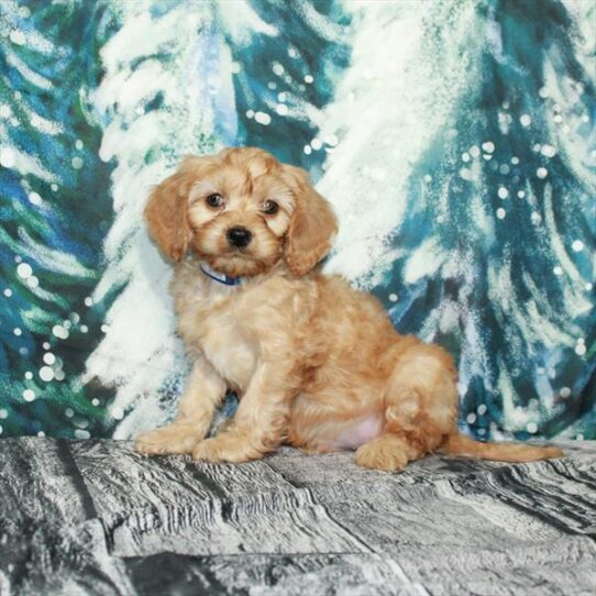 Cavapoo DOG Male Apricot 4928 Petland Pensacola, Florida