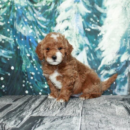 Goldendoodle Mini 2nd Gen DOG Male Red 4929 Petland Pensacola, Florida