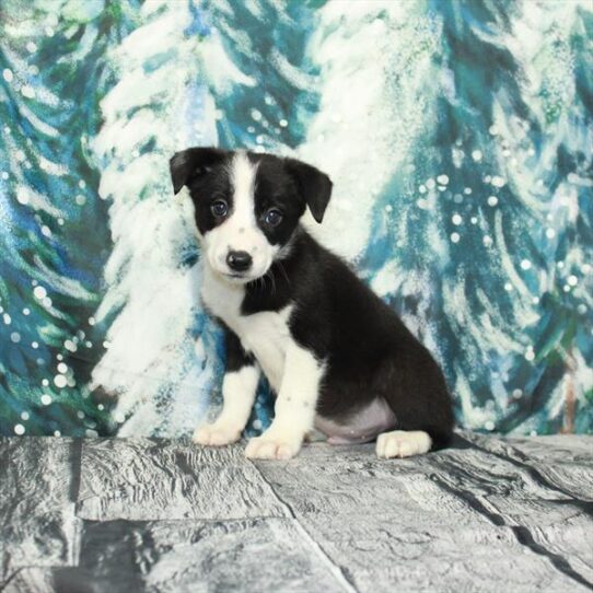 Border Collie DOG Male Black / White 4930 Petland Pensacola, Florida