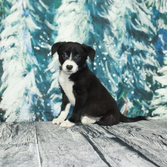 Border Collie DOG Female Black / White 4931 Petland Pensacola, Florida