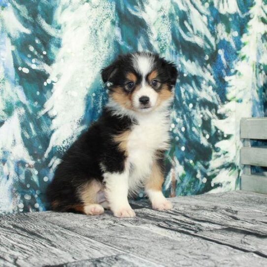 Australian Shepherd DOG Female Black / Tan 4932 Petland Pensacola, Florida