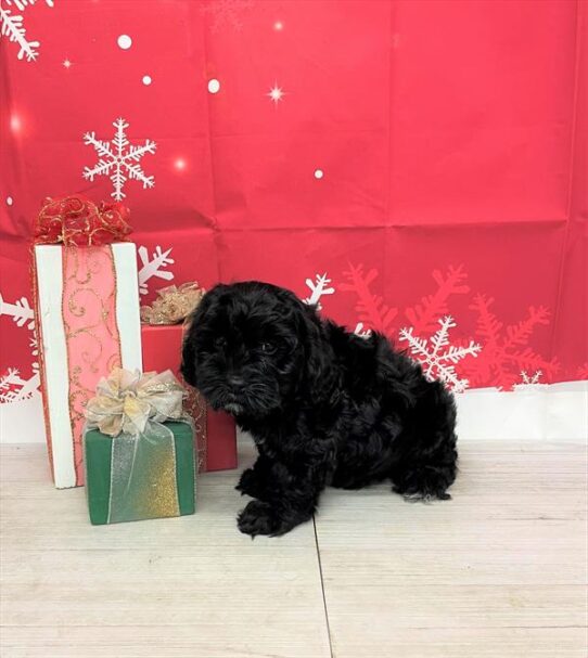 Cockapoo DOG Female Black 4933 Petland Pensacola, Florida