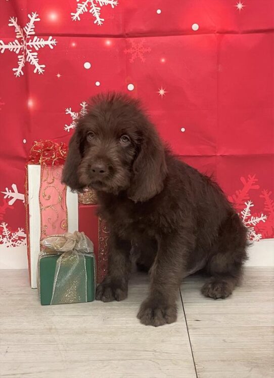 Labradoodle DOG Male Chocolate 4934 Petland Pensacola, Florida